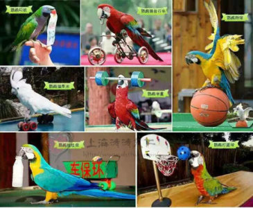 百鳥展
